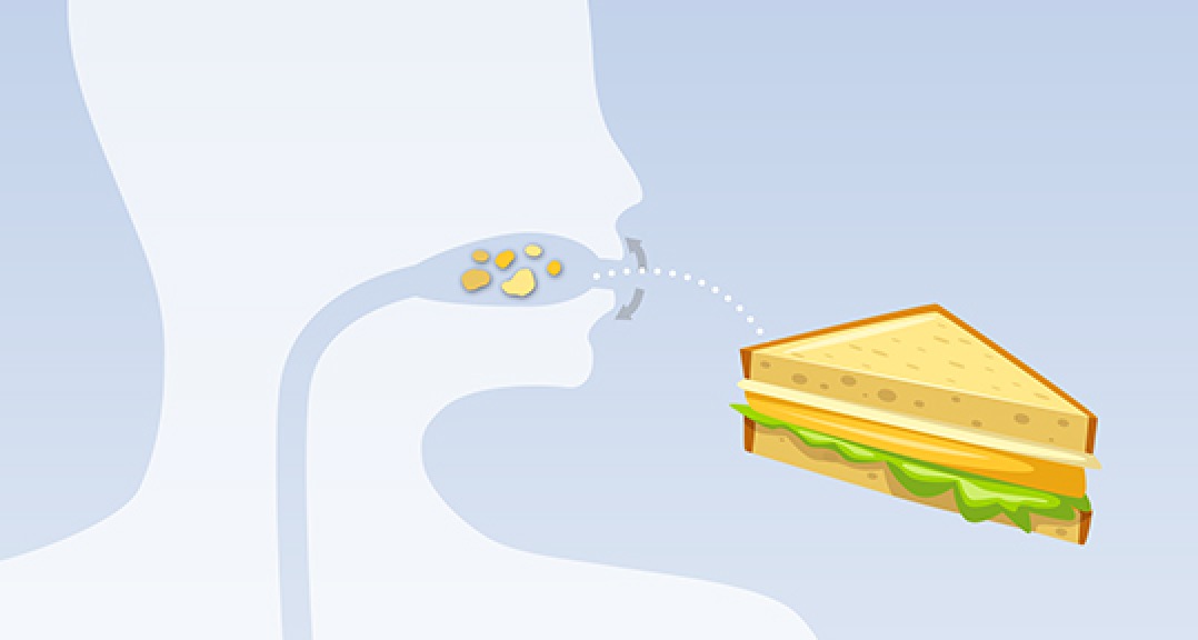 Diagram showing the beginning of the digestion process - a figure consumes a sandwich